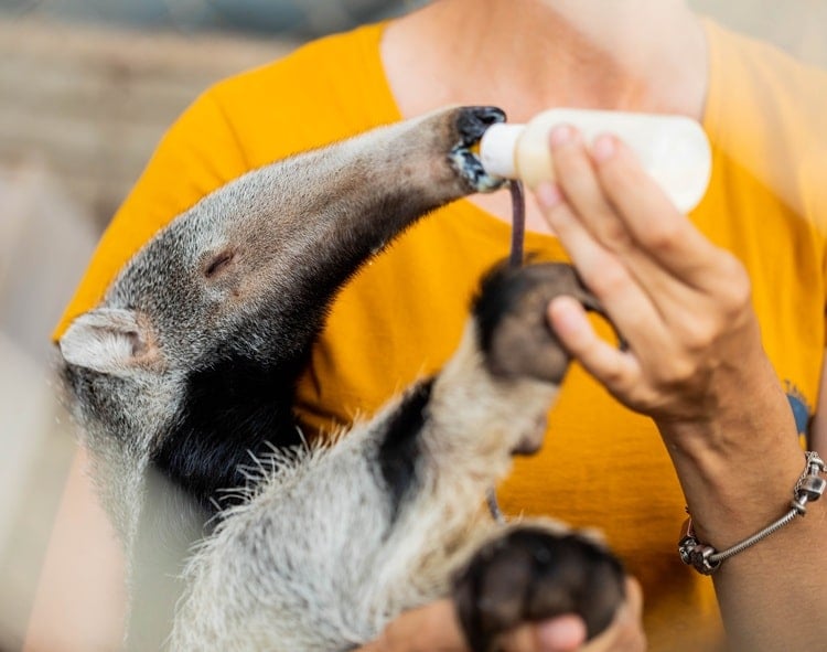 Anteater being fed