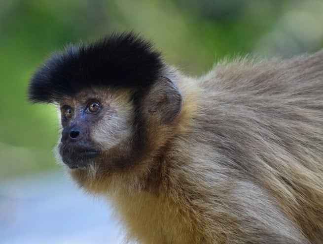 Capuchin monkey, Brazil