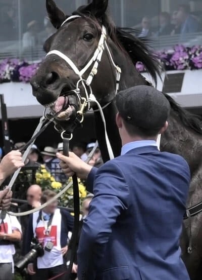 Horse wearing a tongue tie, Flemington Racecourse, Australia