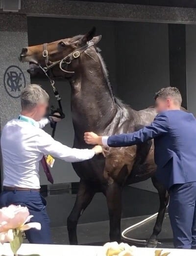 Distressed horse in the washbay, Flemington Racecourse, Australia