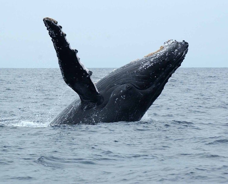 Humpback Whale in The Bluff Whale Heritage Area