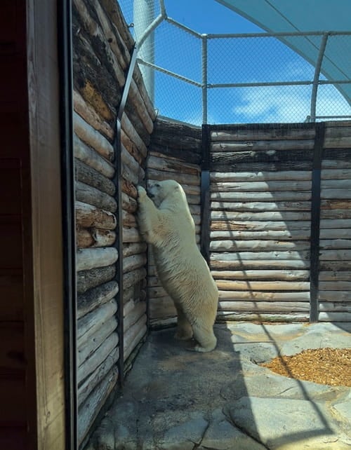 Captive polar bear at Sea World Australia