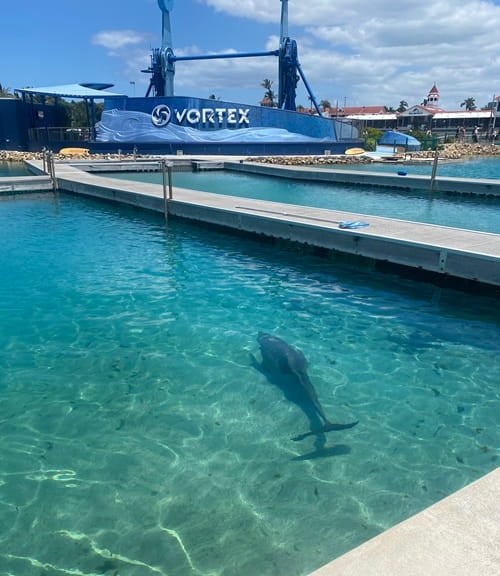 Dolphin in captivity at Sea World