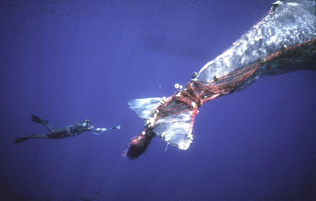 Sperm whale tangled in fishing nets