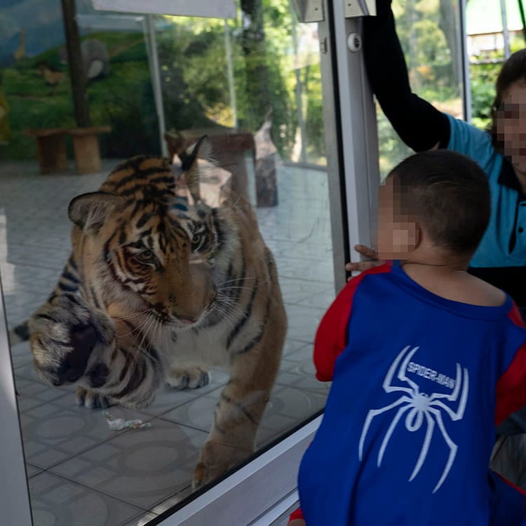 Thunder the tiger in captivity at a lion park in Thailand