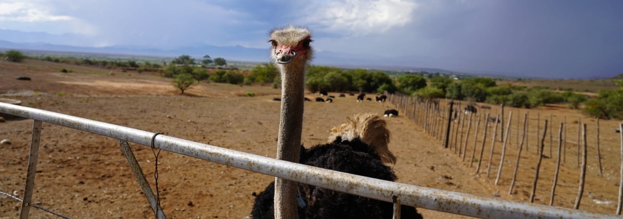 Ostrich on a feather farm