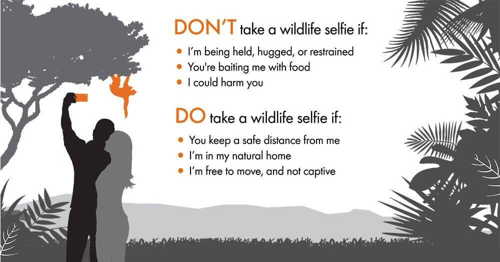 Wildlife selfies do's and dont's