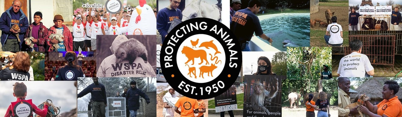 75 years protecting animals