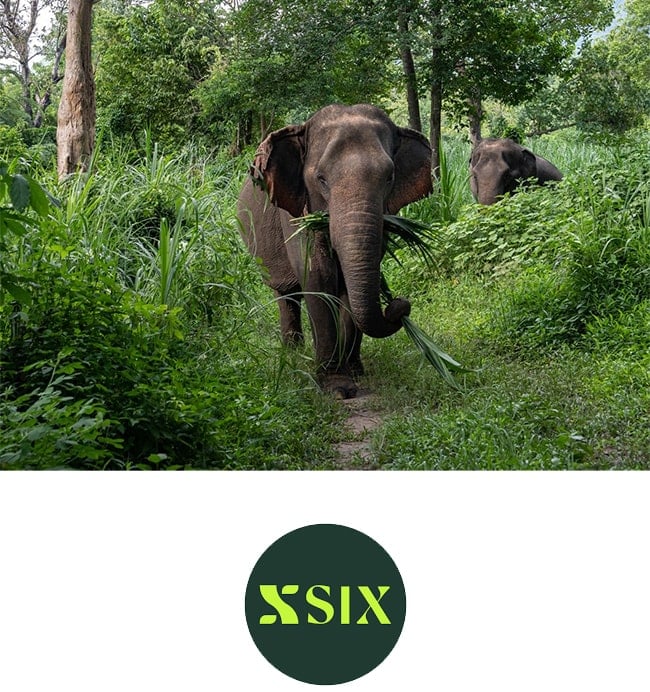 Elephant sanctuary - SIX