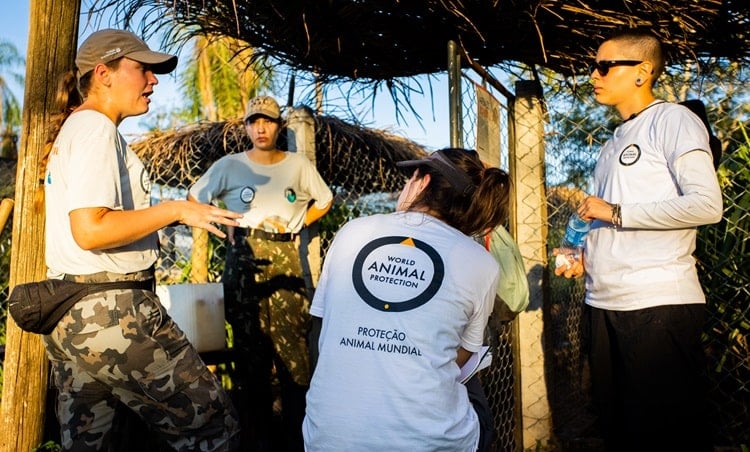 Staff at anteater rehabilitation centre