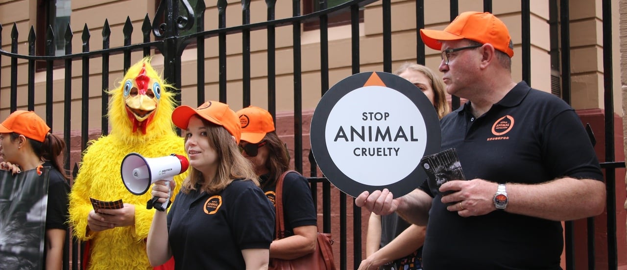 Australia chickens protest