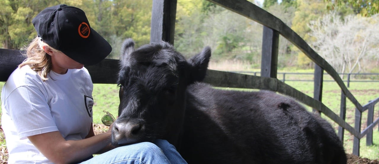 Staff member with cow at Moo to Ewe farm sanctuary