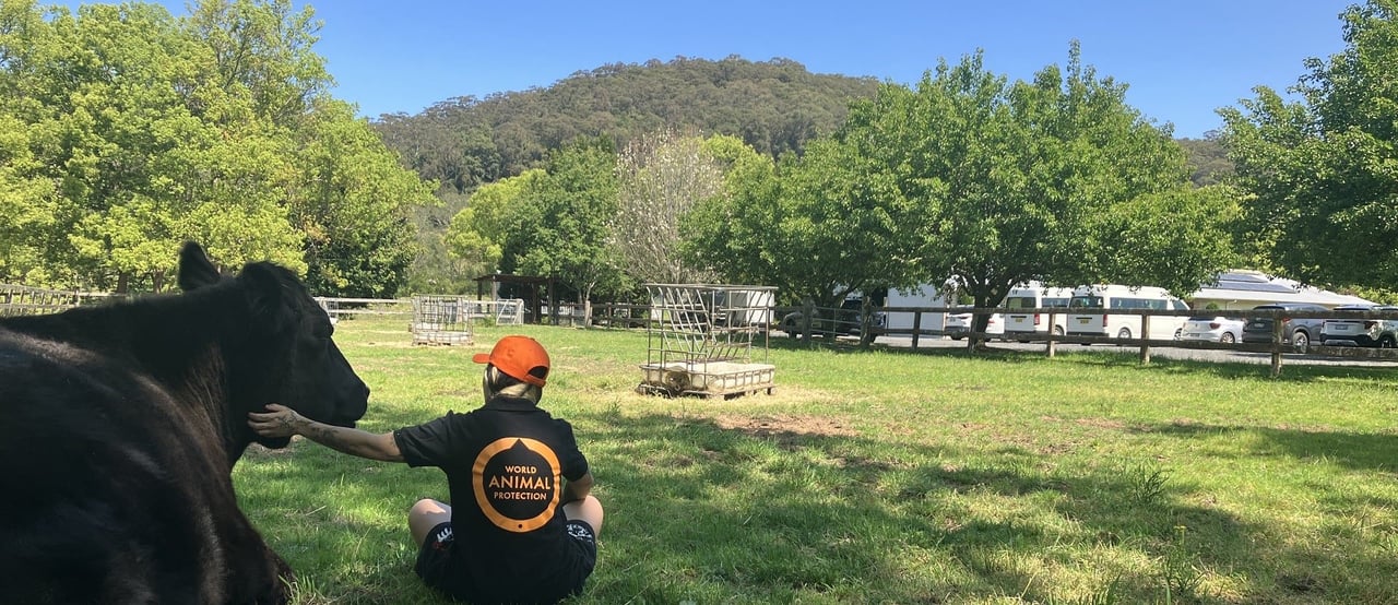 Staff member with cow at Moo to Ewe sanctuary