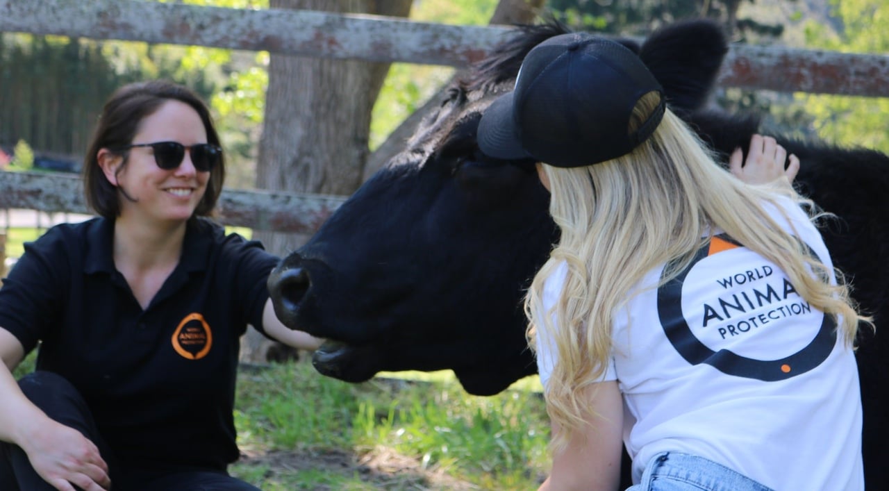 Staff with a cow at Moo to Ewe sanctuary