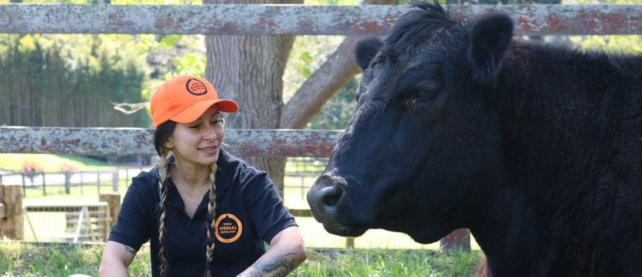 Staff member with cow, Moo to Ewe sanctuary