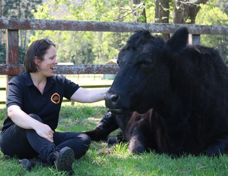 Staff member with a cow at Moo to Ewe sanctuary, Australia