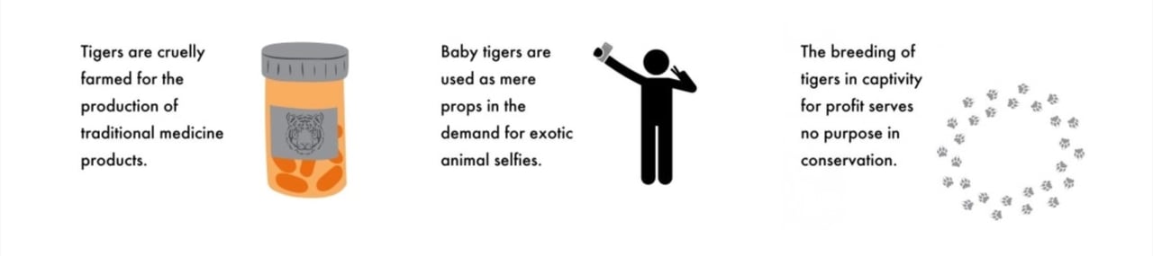 Tiger facts step by step graphic