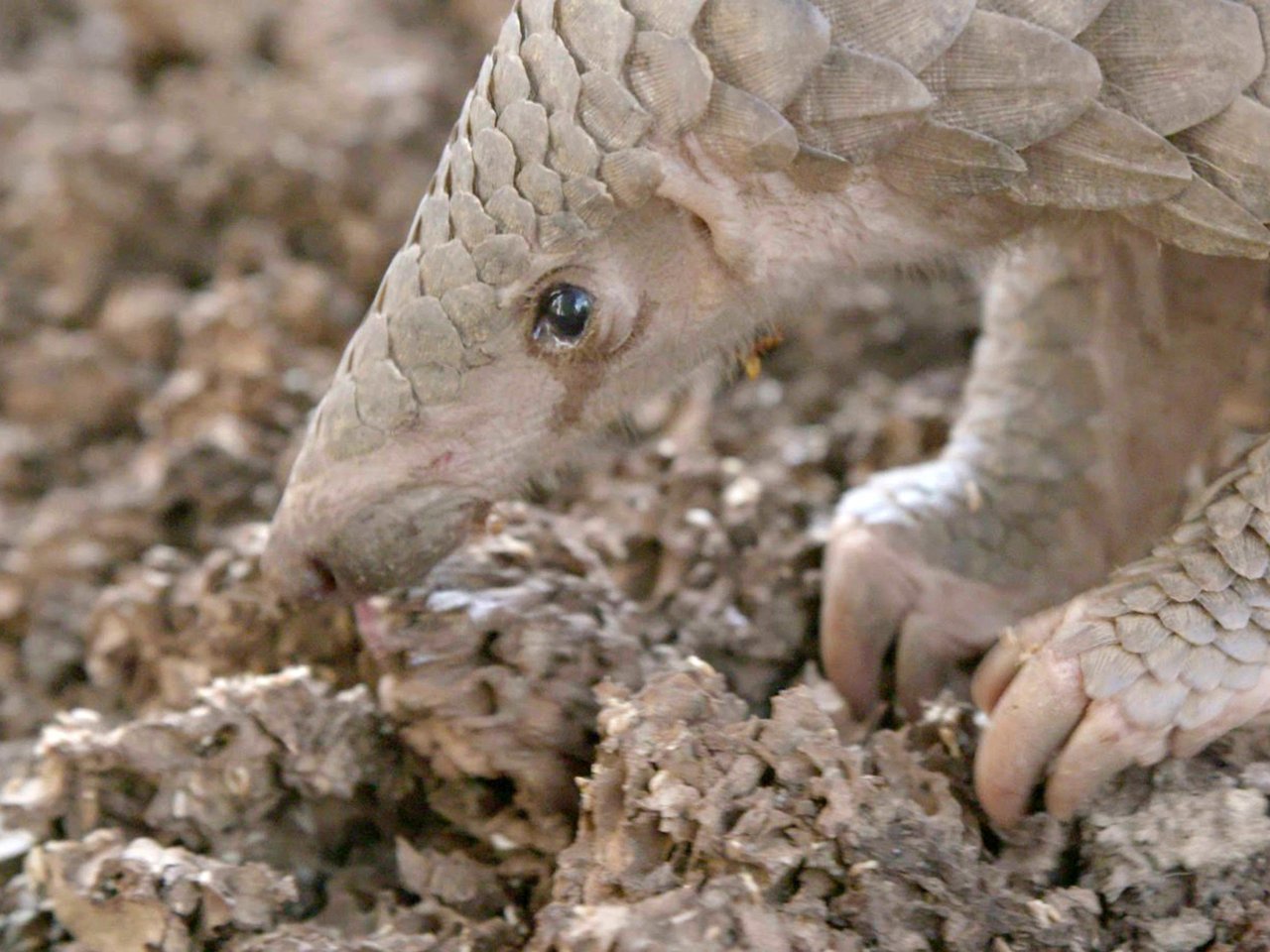A pangolin forages for termites at the wildlife centre where it is being cared for. 