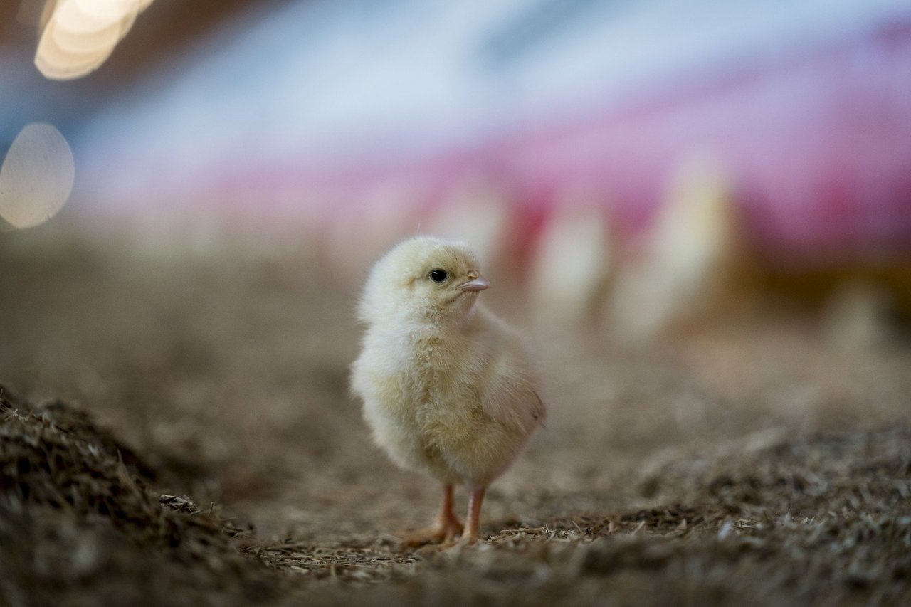 Chicken at high welfare chicken farm Windstreek, Netherlands