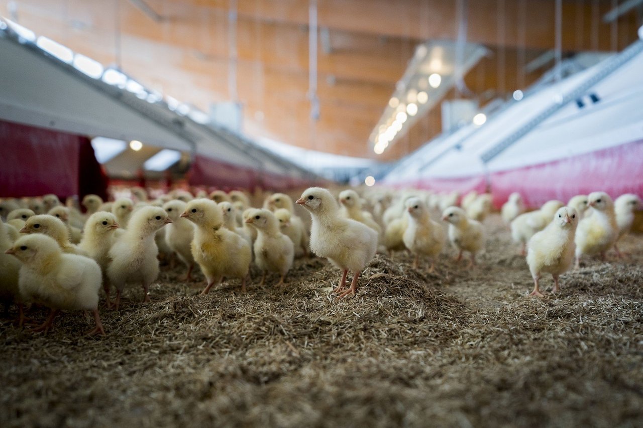 chicks on a farm