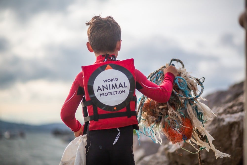 Ghost gear beach clean - World Animal Protection - Animals in the wild