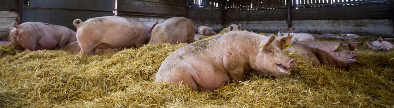 Indoor pigs