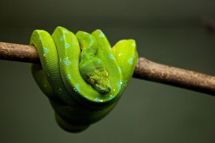 A green snake on a branch