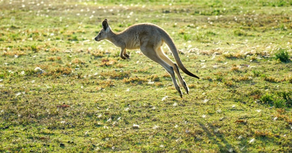 kangaroo hopping