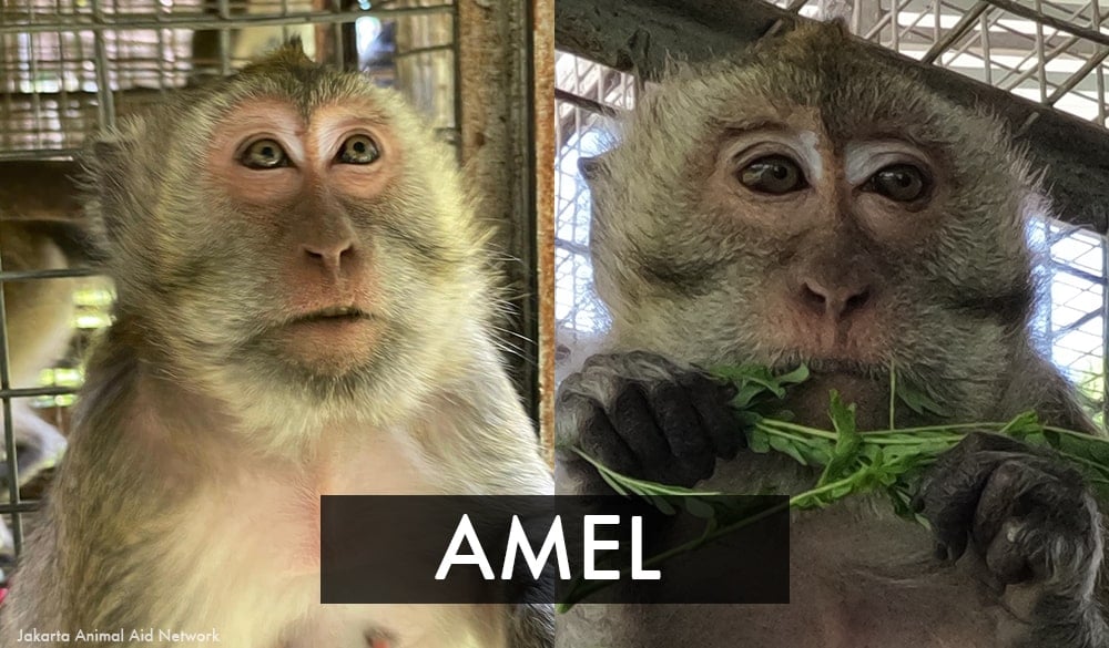 Amel the rescued dancing monkey