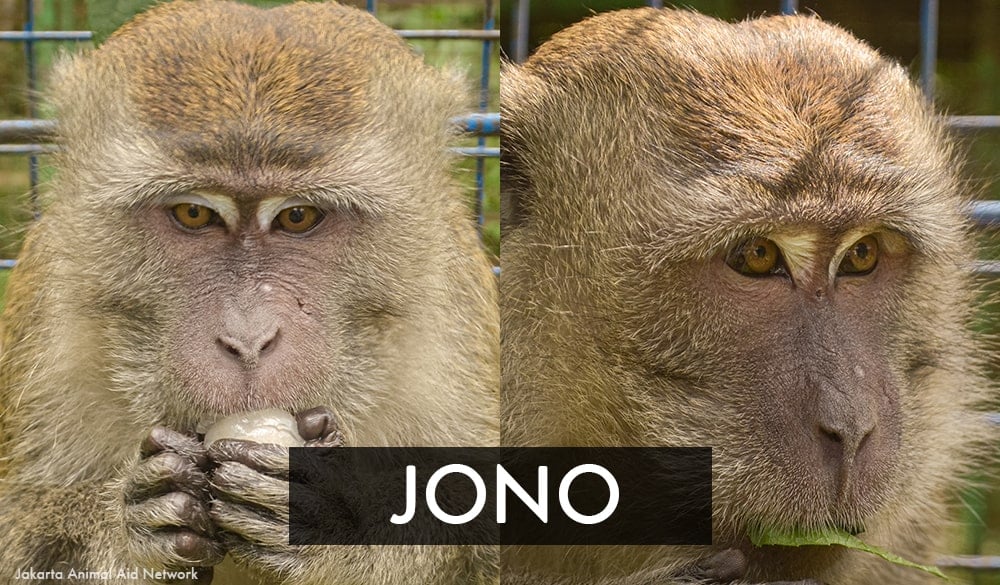 Jono the rescued dancing monkey