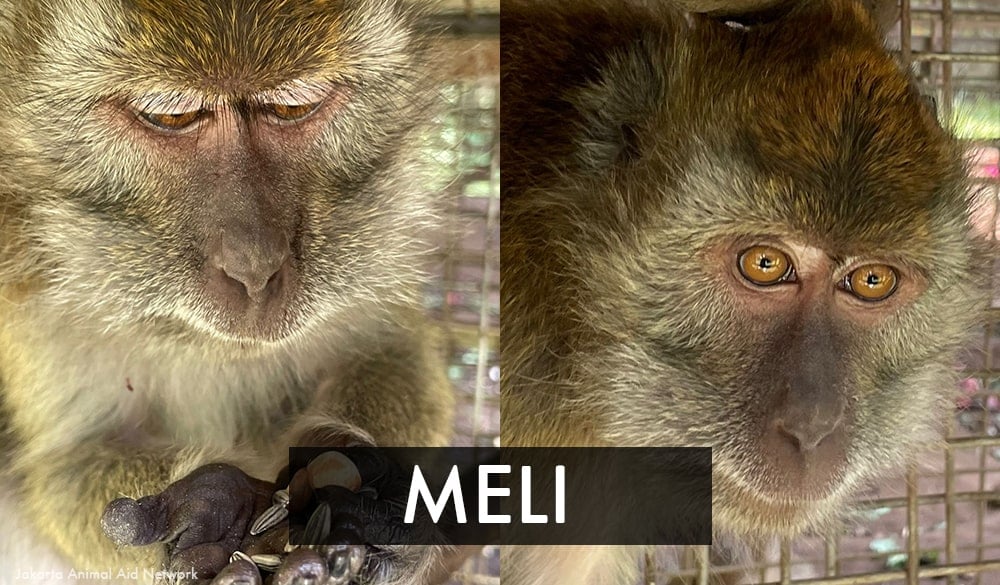 Meli the rescued dancing monkey
