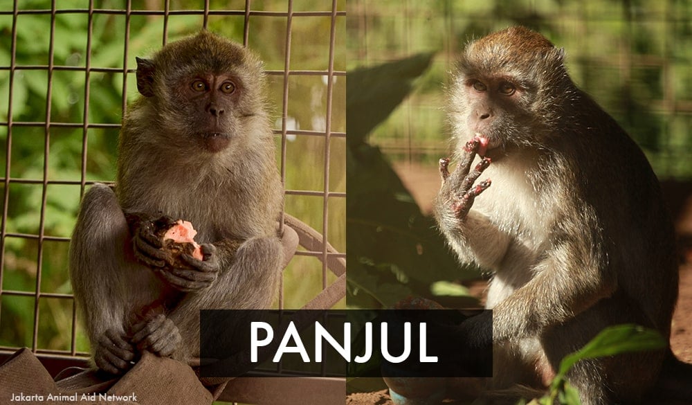 Panjul the rescued dancing monkey