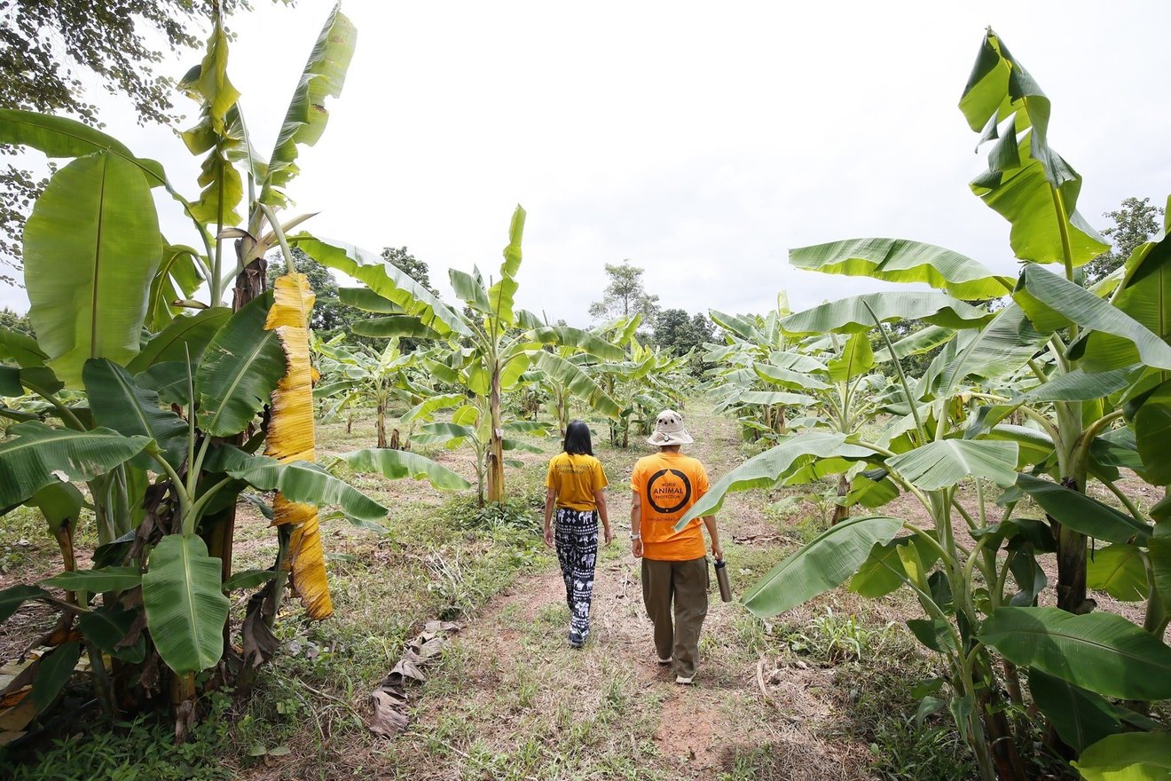 Elephant Forest, Thailand