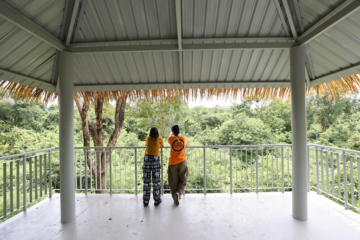Elephant Forest, Thailand