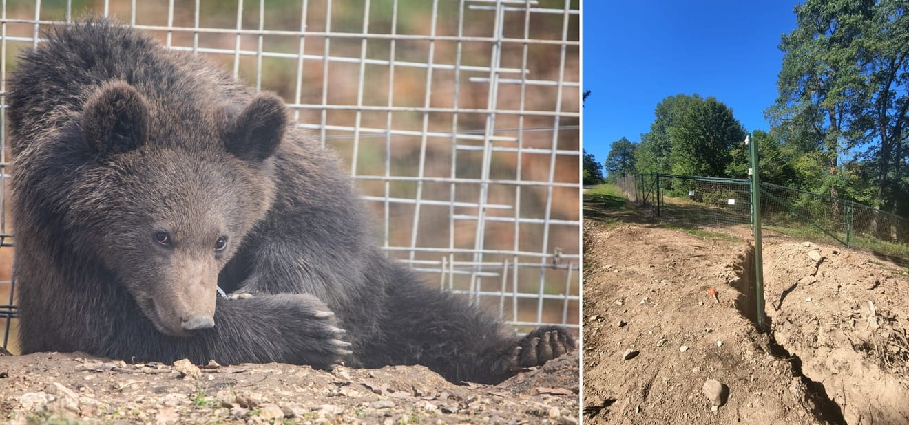 Libearty Sanctuary fences