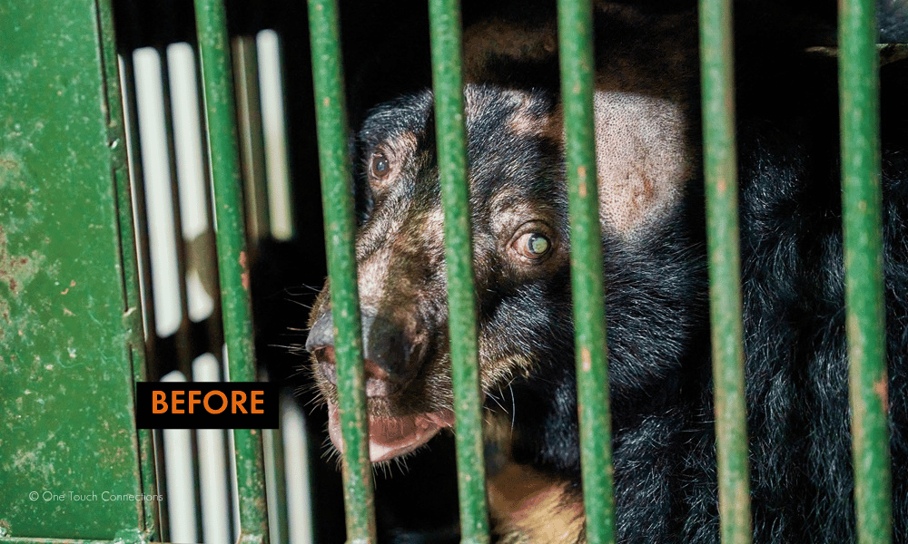 Na the bear in a cage before being rescued