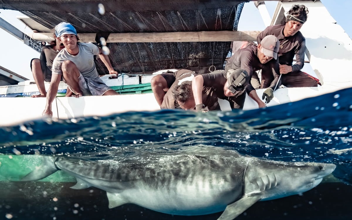 Project Hiu, Indonesia, shark tagging