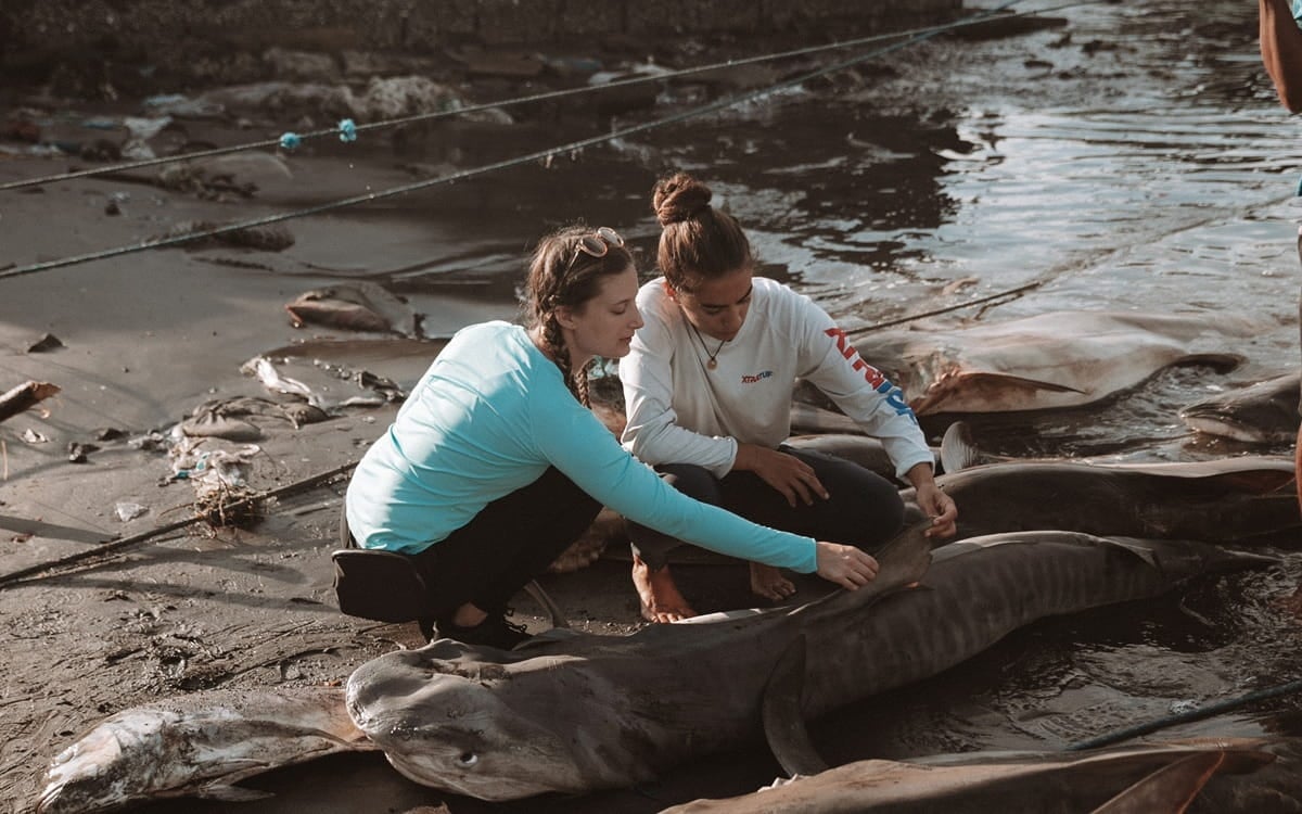 Project Hiu, Indonesia, looking at beached sharks