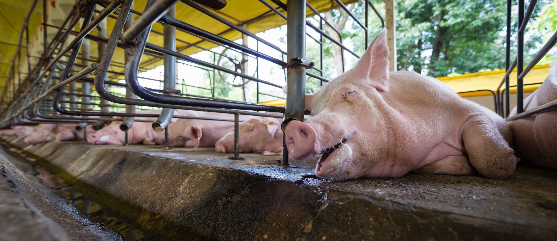 Mother pig in a crate, Latin America