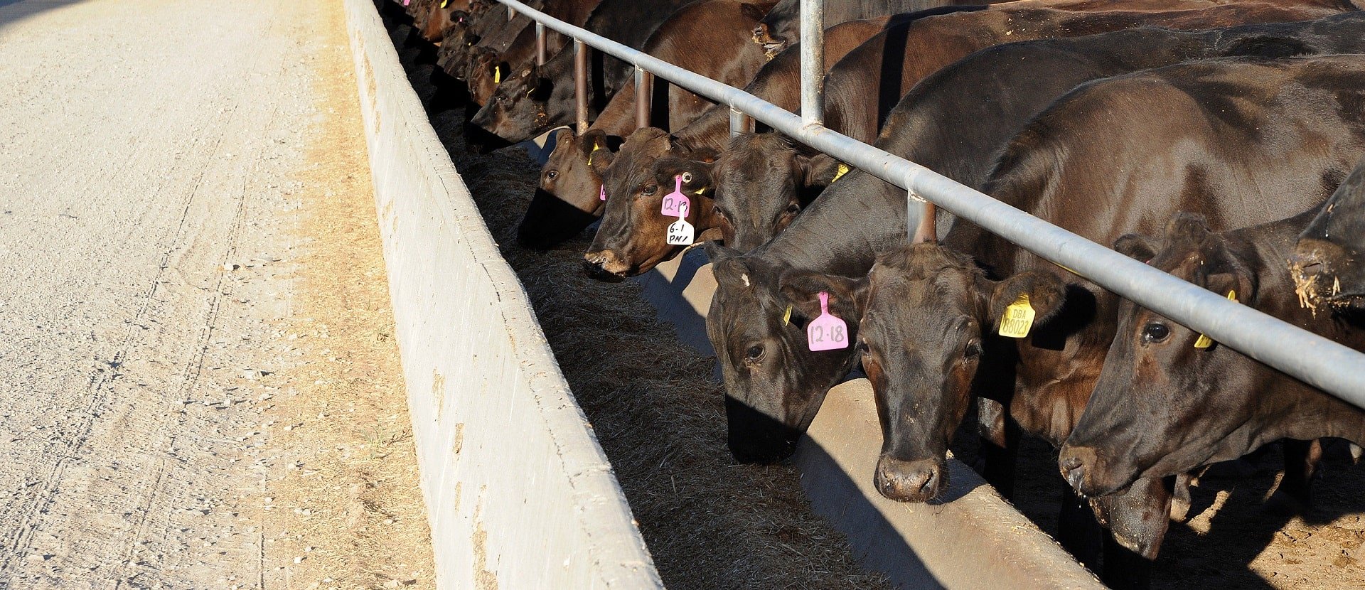 Cattle feedlot in Australia