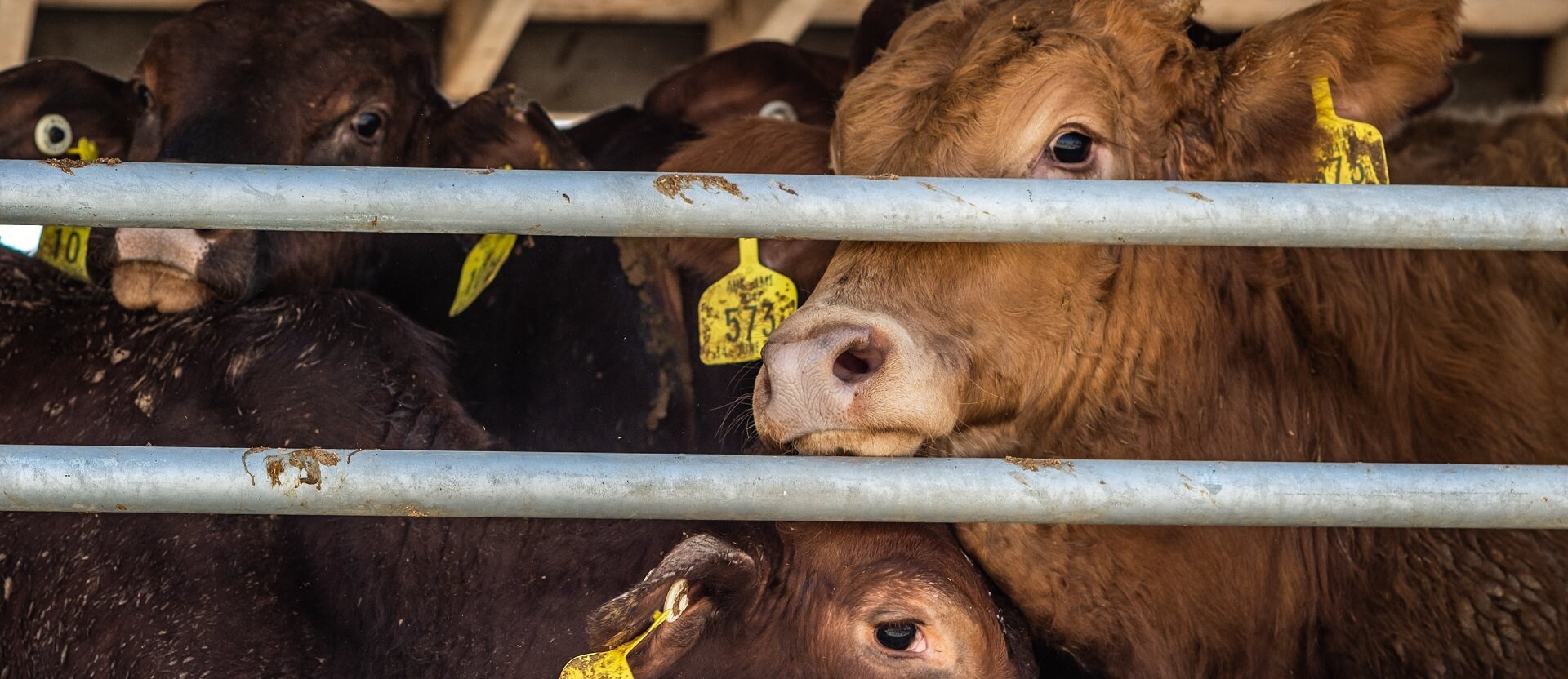 Cattle live export