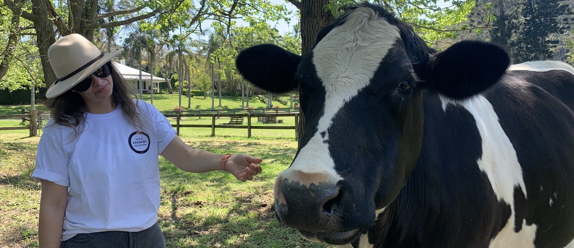 Cow with staff member at Moo to Ewe sanctuary