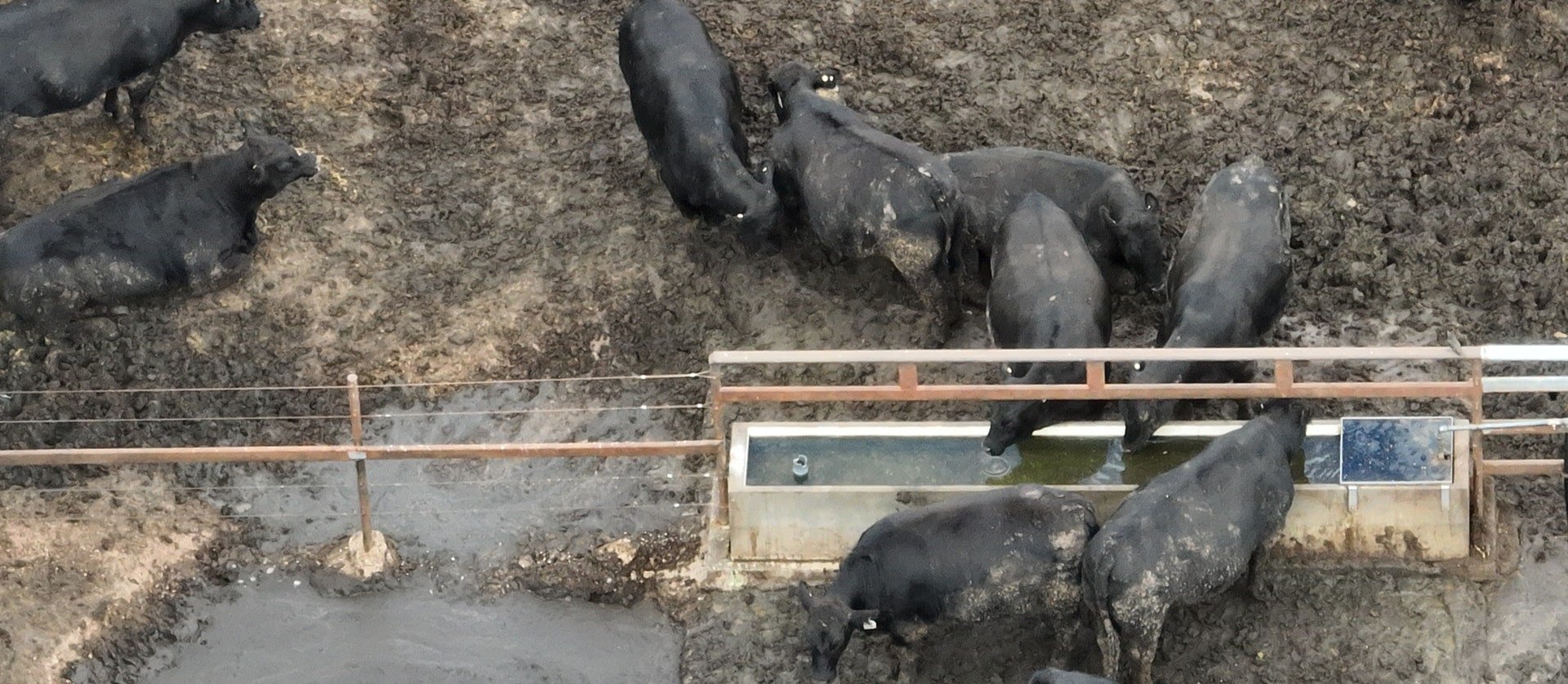 Cattle in mud on Beef City feedlot
