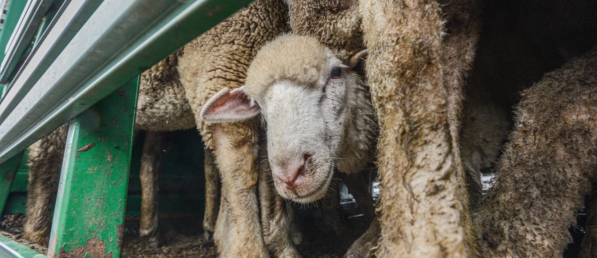 Sheep sale yard in Australia