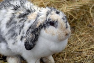 Rabbit as a pet