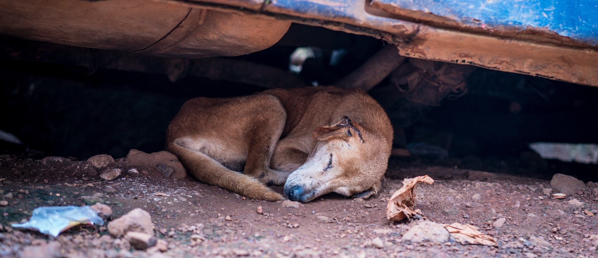 Stray dog in Sierra Leone