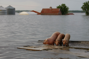 Pigs during a flood