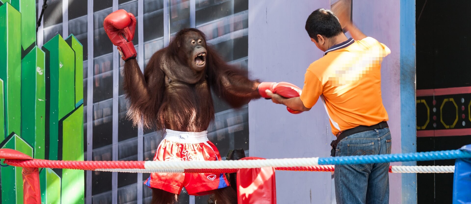 Orangutan boxing, Thailand