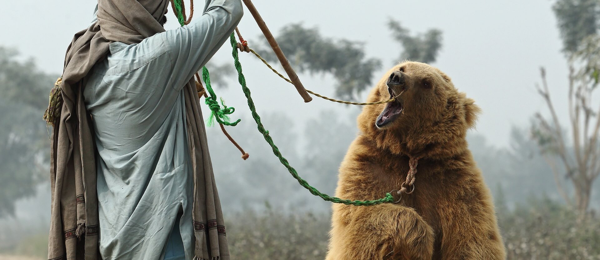 Bear baiting in Pakistan