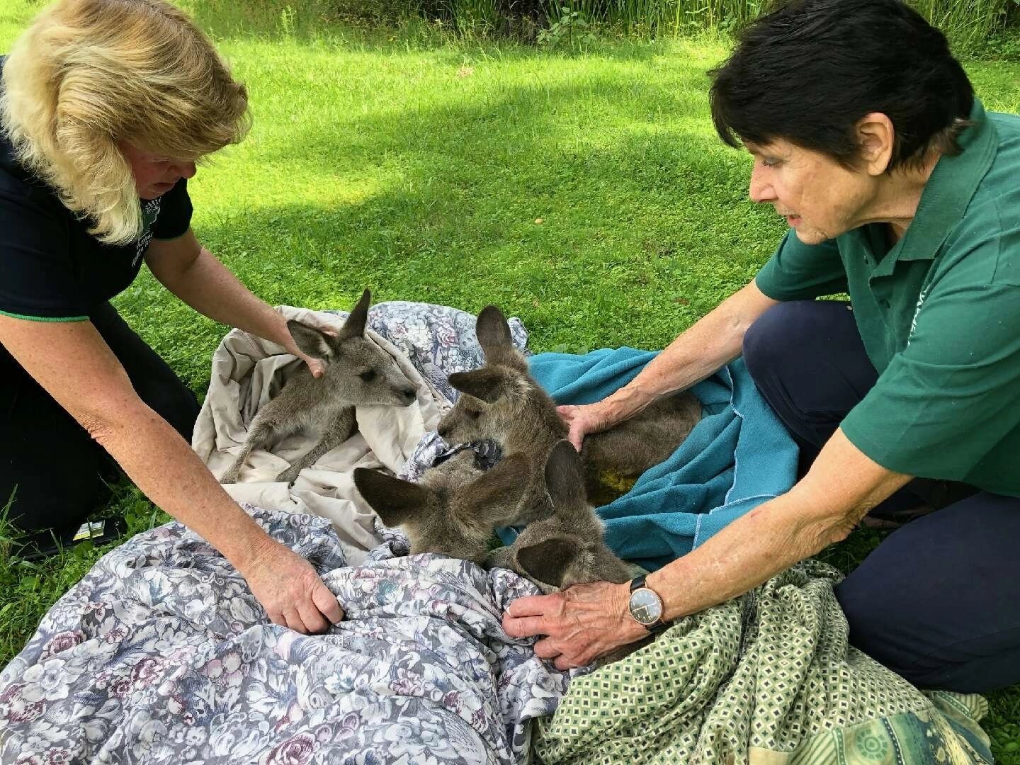 Rescued young kangaroos